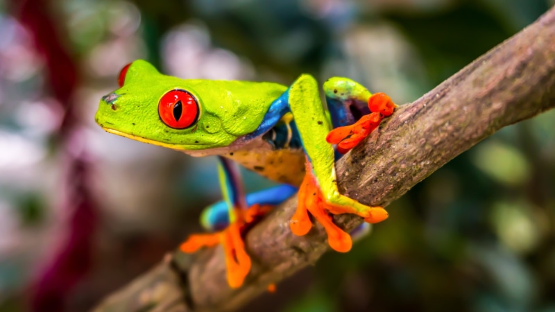 tree frog, animal, 4K, amphibian, eye, frog, eyed