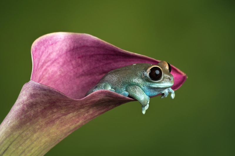eyed, blue, frog, Ruby, flower, 1080P, Calla lily, Uluguru forest tree frog, purple flower, Bournemouth, blue frog, purple, Leptopelis uluguruensis, amphibian