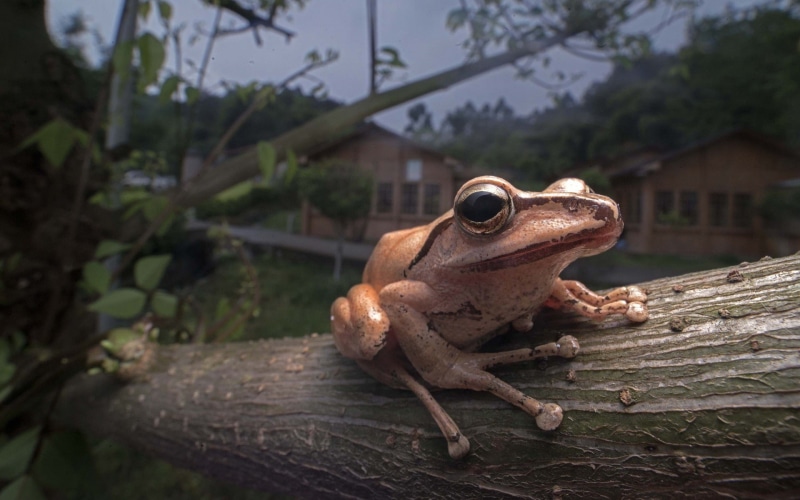 animals, depth of field, amphibian, frog, closeup, trees, nature, 1080P