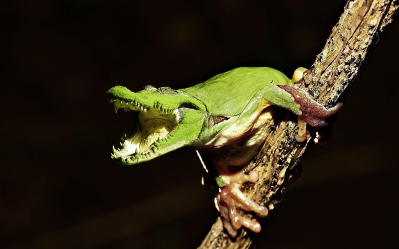 tree, close-up, night, frog, plant, animal head, no people, animals in the wild, photo, crocodiles, vertebrate, 1080P, alligator, photo manipulation, focus on foreground