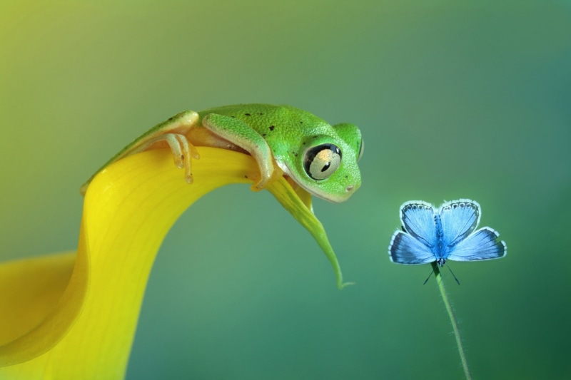 frog, nature, one animal, yellow, amphibian, 1080P, studio shot, beauty in nature, animal body part, animal head, green background, flowering plant, blue