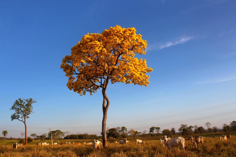 leaf, Rio Grande Do Sul, cows, grass, Pantanal, Brazil, Tree, Tabebuia, nature, end, Ipé, bush, autumn, IMG, Yellow, Cow, 5K, blossom time, Tabébuia, herd