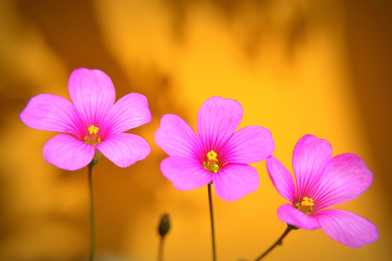 América do Sul, three, du, Doce, Pampa, Fronteira, South America, Brazil, Blumen, flower Head, flowers, pink Color, summer, petal, 4K, beauty In Nature