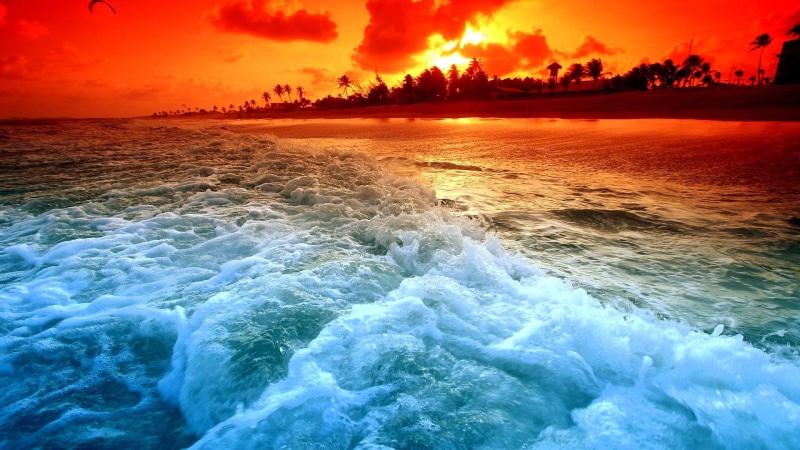 1080P, palms, wild, beach, 3d and abstract, ocean, sunset