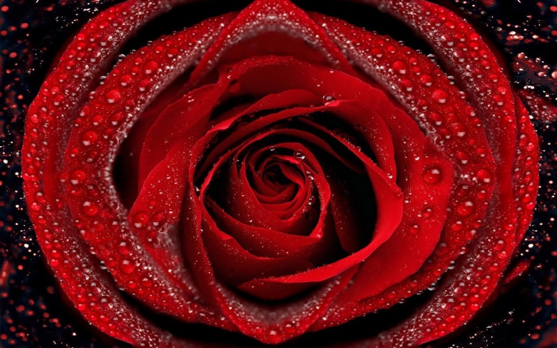 720P, flowers, drops, quality, red, rose, water, high