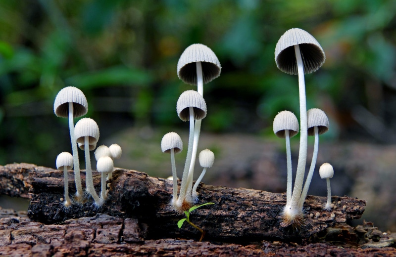 lumix FZ1000, plant, white, mushroom, forest, close-up, sp, 4K, Mother nature, white mushrooms, Mycena, fungus, fungi, growth, Panasonic, toadstool, mushrooms