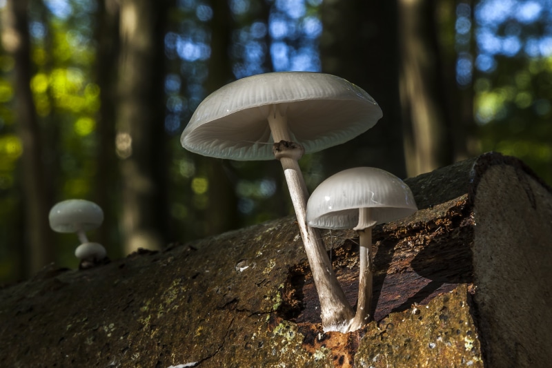 bokeh, Ireland, three, cut, season, toadstool, mushroom, Forest Floor, fungi, logs, plants, 4K, gra, edible Mushroom, Looking Up, na, mushrooms, Inishowen