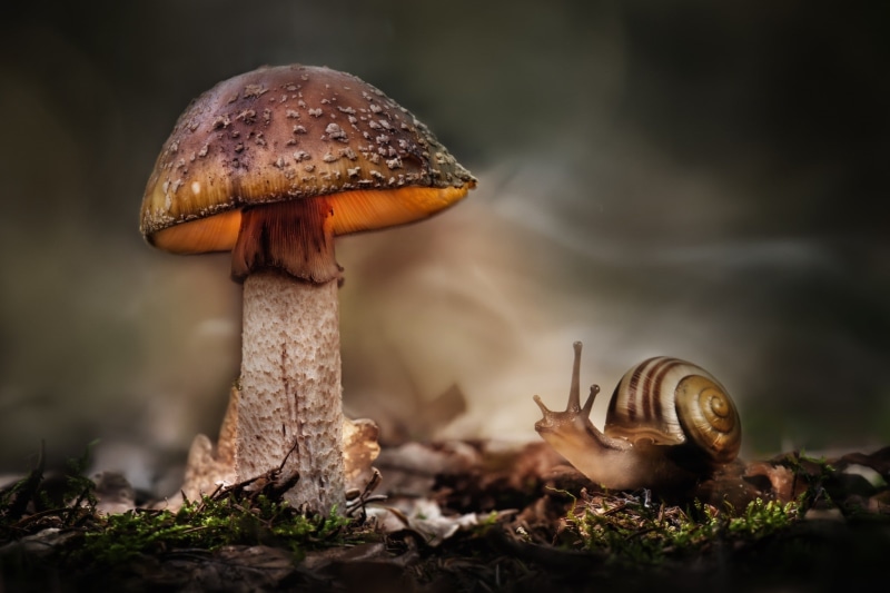 HDR, freshness, field, forest, day, plant, snail, fungus, toadstool, growth, selective focus, mushroom, food, edible mushroom, focus on foreground, food and drink