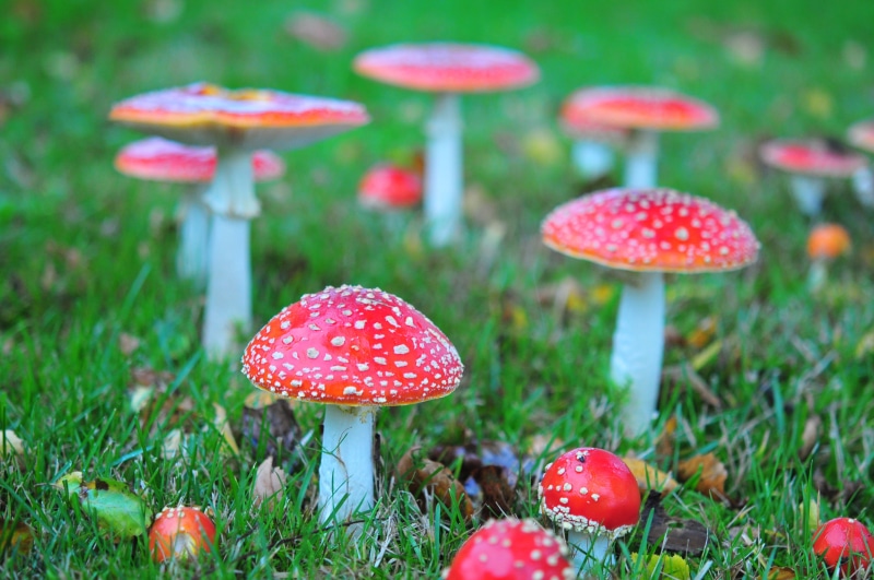 4K, spotted, nikon D300, denmark, forest, blog, 2012 edition, autumn, postcard, amanita muscaria, mushroom, camp, red, close-up, toxic Substance, fairytale