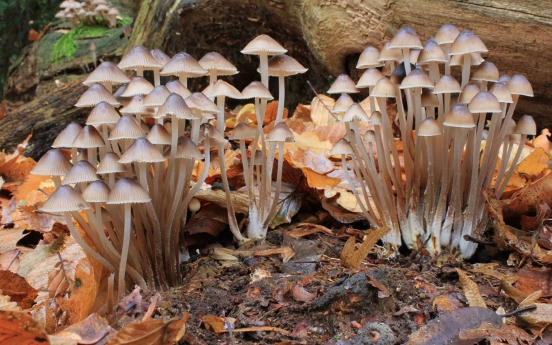 brown, fungus, land, fly agaric mushroom, mushroom, forest, mushrooms, high angle view, outdoors, growth, tree, beauty in nature, field, 1080P, vegetable