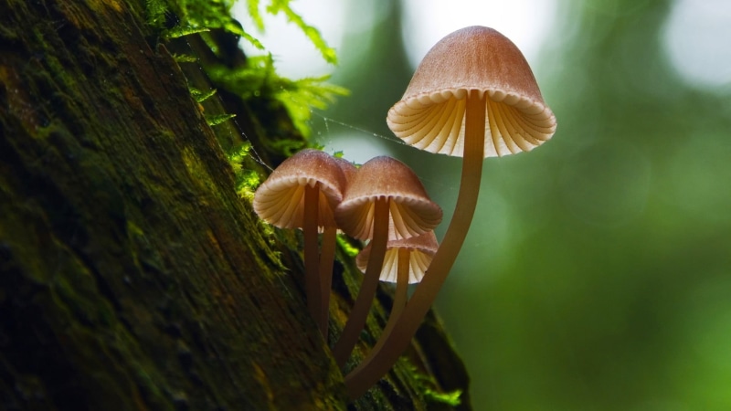 day, land, beauty in nature, plant, leaf, no people, mushroom, vegetable, 1080P, close-up, growth, selective focus, focus on foreground, fragility, nature