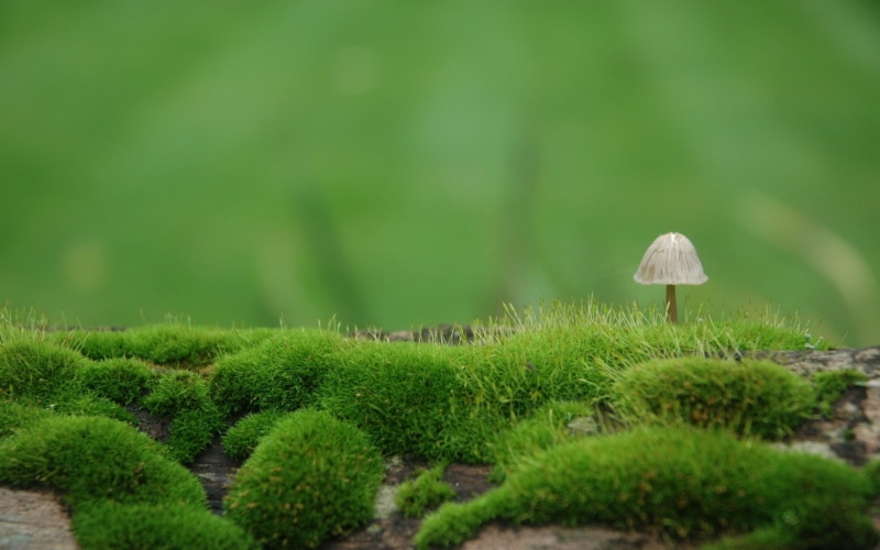 macro, day, toadstool, no people, fungus, moss, nature, 2K, growth, plant, closeup, tranquility, surface level, tree, vegetable, selective focus, field
