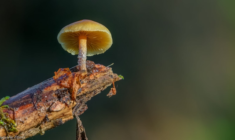 close-up, mushroom, macro, fungus, DSC-RX10, driftwood, toadstool, Sony DSC, M3, III, photography, close up photography, close, nature, 1080P, Sony RX10