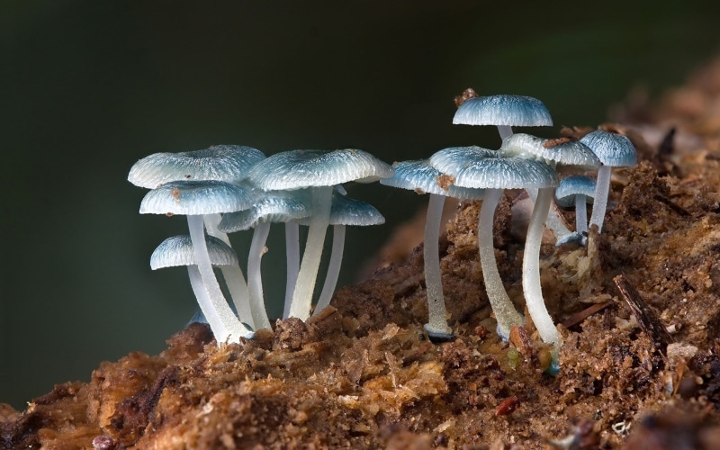 fragility, food and drink, tree, land, beauty in nature, blue, plants, freshness, fish, toadstool, vulnerability, nature, 1080P, food, vegetable, field