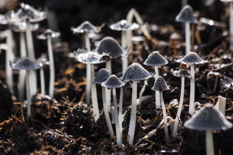 white, mushroom, outdoors, toadstool, gray, plant stem, spore, vulnerability, mushrooms, close-up, season, focus on foreground, foliage, fungus, macro