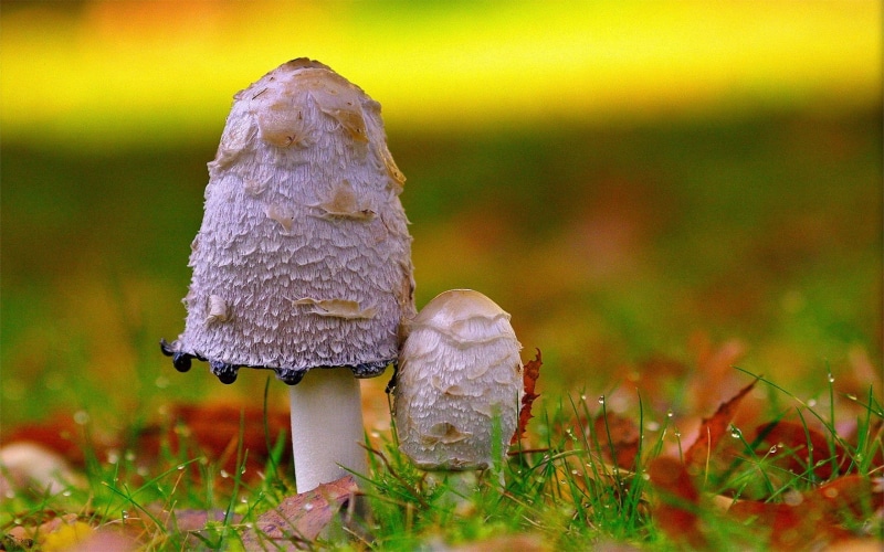 nature, beauty in nature, field, focus on foreground, toadstool, fragility, outdoors, no people, water drops, food, fungus, red leaves, grass, fly agaric mushroom