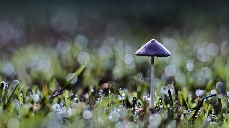 fungus, plant, close-up, no people, growth, grass, land, day, nature, selective focus, dew, plants, food, freshness, macro, toadstool, purple, vulnerability