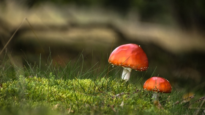 food and drink, food, fungus, no people, poisonous, green color, moss, beauty in nature, land, growth, 1080P, field, outdoors, plant, mushroom, surface level