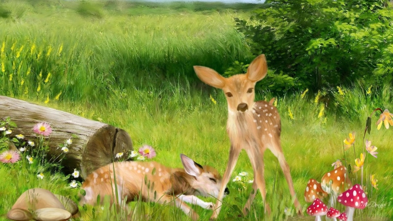 babies, fawns, trees, 1080P, grass, baby, mushrooms, deer, sweet, flowers, rocks, forest, field, toadstools