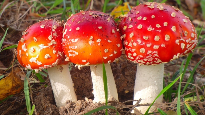 1080P, mushroom, mushrooms, field, toadstool, red, beauty in nature, fly agaric, vegetable, land, focus on foreground, close-up, food, no people, fly agaric mushroom