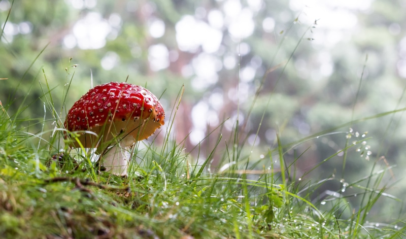 nikon  d7100, mushroom, Merlet, nikon d7100, season, depth, 105mm, amanita Parcivolvata, Parc, red, fly Agaric Mushroom, plant, macro, toadstool, objectif