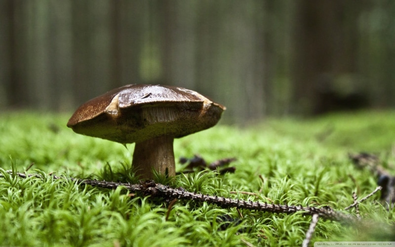 grass, surface level, plant, outdoors, tree, food and drink, vegetable, mushroom, macro, green color, toadstool, focus on foreground, fish, selective focus