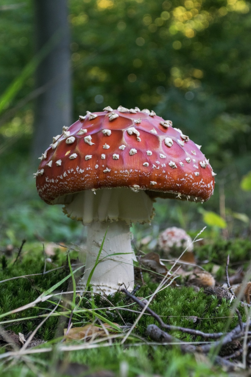 Pada, Foto, Nature Photographer, white mushroom, fly Agaric Mushroom, Loma, photograph, autumn, amanita Parcivolvata, Plant, selective focus, fungus, Amanita muscaria