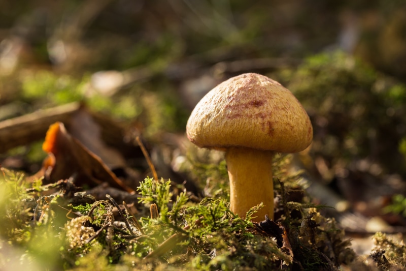 nature, plant, forest, freshness, food, food and drink, vegetable, outdoors, toadstool, selective focus, land, vulnerability, no people, wood, field, growth