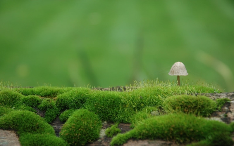 vegetable, toadstool, mushroom, field, close-up, uncultivated, plant, growth, outdoors, season, focus, forest, macro, no People, moss, grass, tranquility