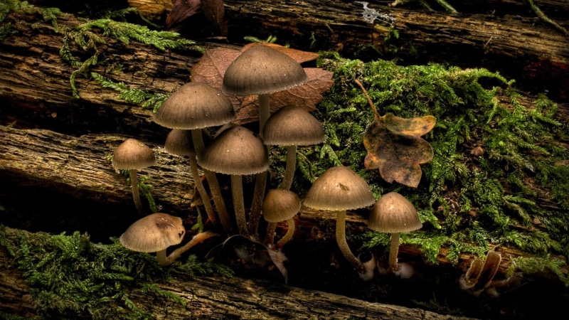 wood, close-up, beauty in nature, toadstool, no people, tranquility, growth, forest, plant, nature, freshness, fungus, 1080P, tree, moss, food, mushroom