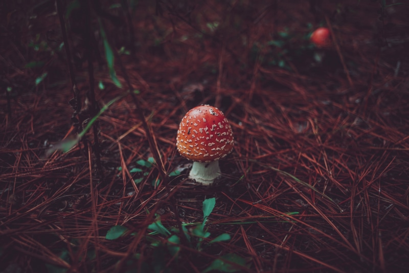 no people, selective, hd, field, substrate, mycology, land, focus, tranquility, spot, forest, amanita, plant, veil, muscaria, fall, edible mushroom