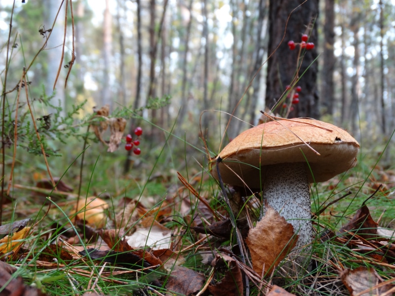 vulnerability, close-up, focus on foreground, nature, brown, day, selective focus, land, 5K, mushroom, toadstool, plant, vegetable, outdoors, tree, field