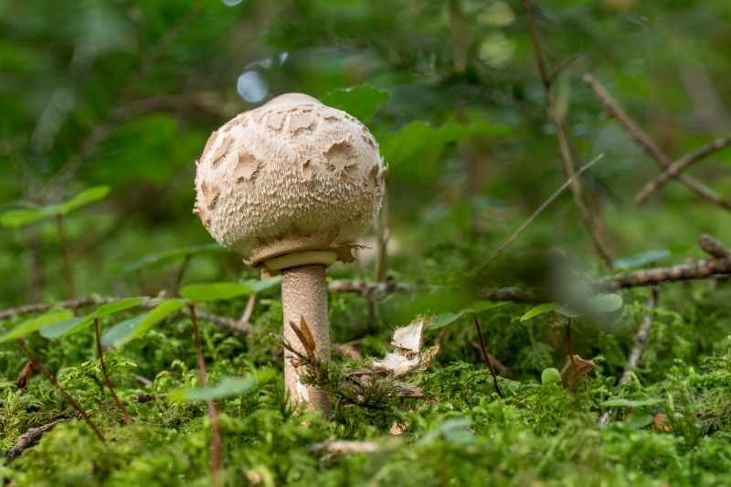 forest, no people, growth, edible mushroom, plant, selective focus, green color, land, wild, 2K, fungus, vegetable, food and drink, food, surface level