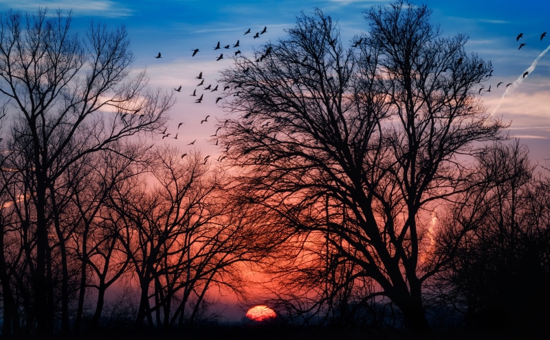 tree, Nature, Sun and Sky, Flight, vertebrate, flock of birds, bare tree, branch, group of animals, scenics - nature, tranquil scene, Sandhill, sun, Wild