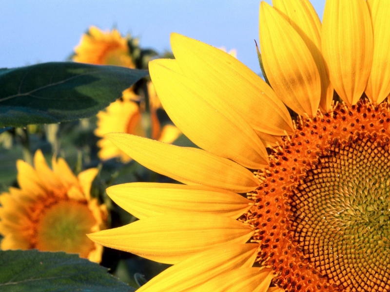720P, sunflower, nebraska