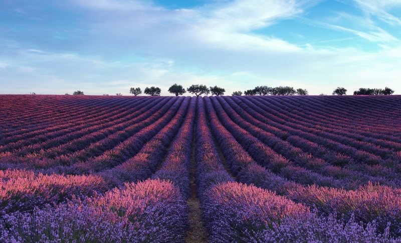 field, plant, beauty in nature, lavender, rural scene, flower, flowering plant, agriculture, cloud - sky, flowerbed, no people, outdoors, land, purple