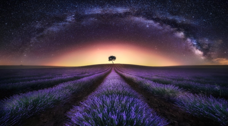 stars, Milky Way, trees, lavender, 1080P, landscape, nature, long exposure, field