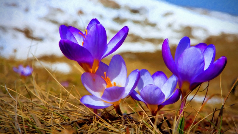 iris, softness, no people, yellow, freshness, grass, plant, petaled, flowering plant, nature, beauty in nature, purple, crocus, flowers, petal, growth