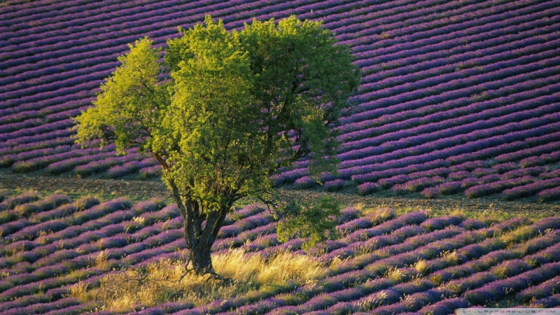 Provence, environment, no people, lavender, land, tranquil scene, landscape, tree, agriculture, beauty in nature, day, trees, rural scene, idyllic, 1080P