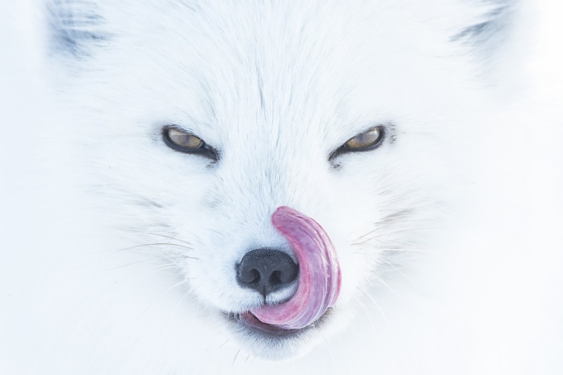 animals, nature, 720P, muzzles, animal eyes, white background, Alpha, closeup, tongues, fox, arctic fox, Peter Mather, tongue out