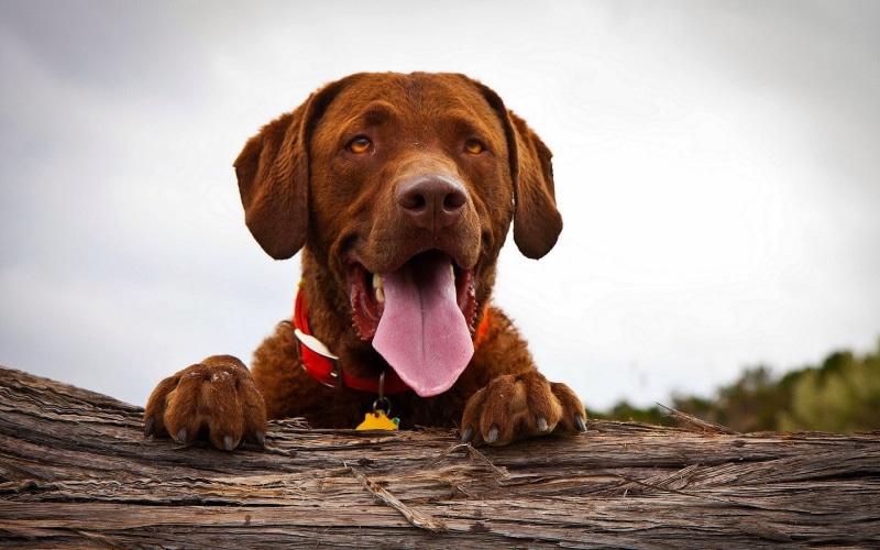 dog, animals, pet, tongue out, 720P