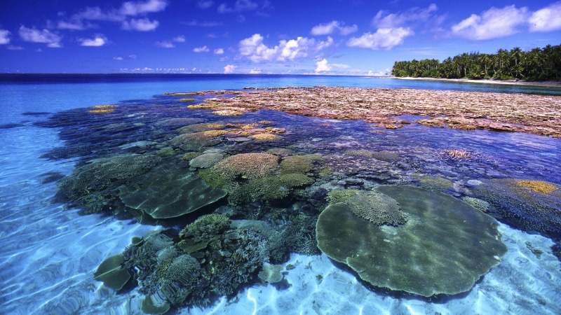 nature and landscapes, 1080P, coral, trees, reef, beautiful, clouds
