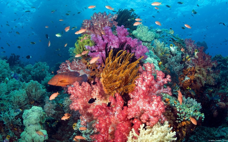 vertebrate, invertebrate, reef, water, sea, anime, group of animals, undersea, ecosystem, 1080P, marine, sea life, animals, animal themes, lagoon, animal