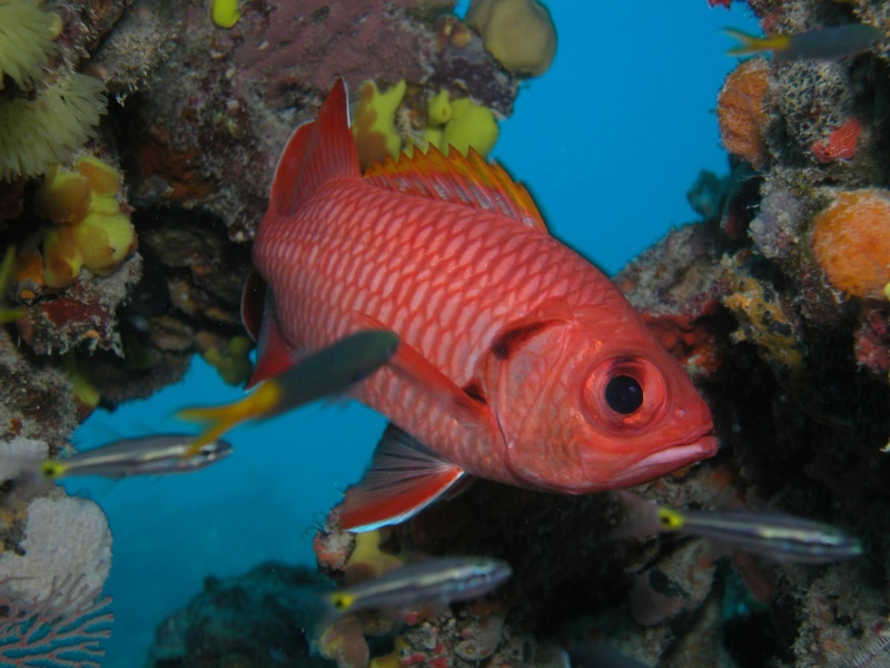 coral, reef fish, reef, fish, ocean, 1080P, animals, coral reef