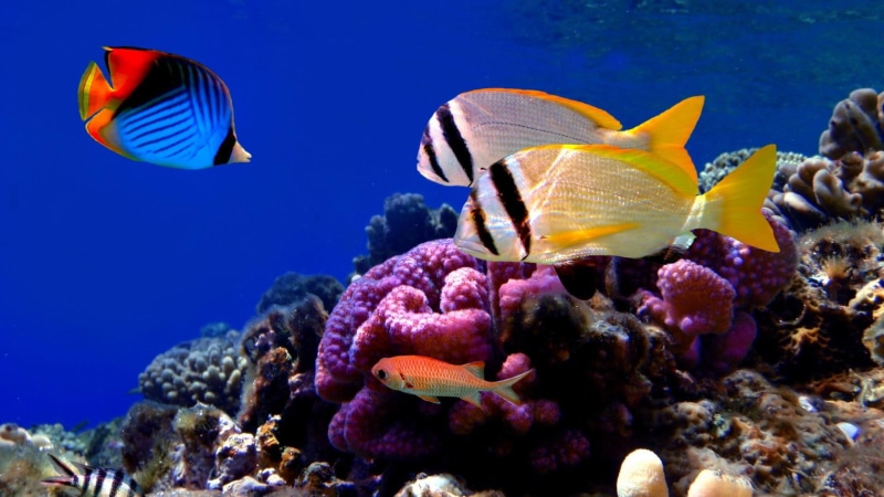 blue, reefs, 1080P, nature and landscapes, fish, corals, yellow, nature, three, sealife, fishes, grey, colorful