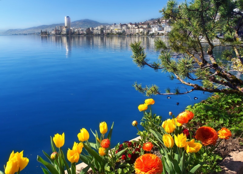 blue, nature, architecture, petaled, flowering plant, tree, day, travel destinations, Lake Geneva, lake, Montreux, building exterior, built structure, flowers
