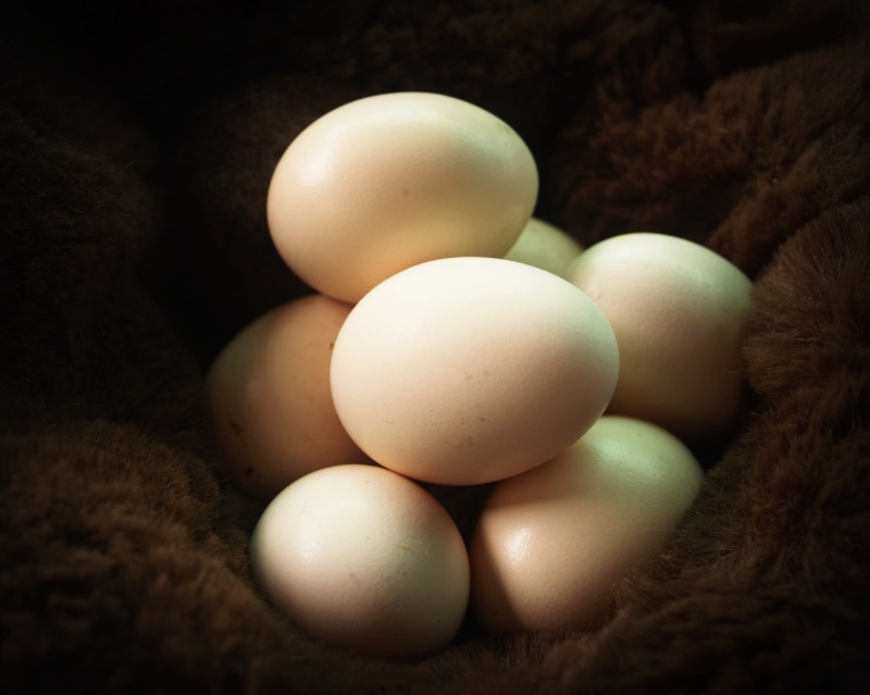 rustic, freshness, 2K, cooking, useful, kitchen, selective focus, dark, group, provence, fragility, bagging, country, healthy, no people, eggshell, beige