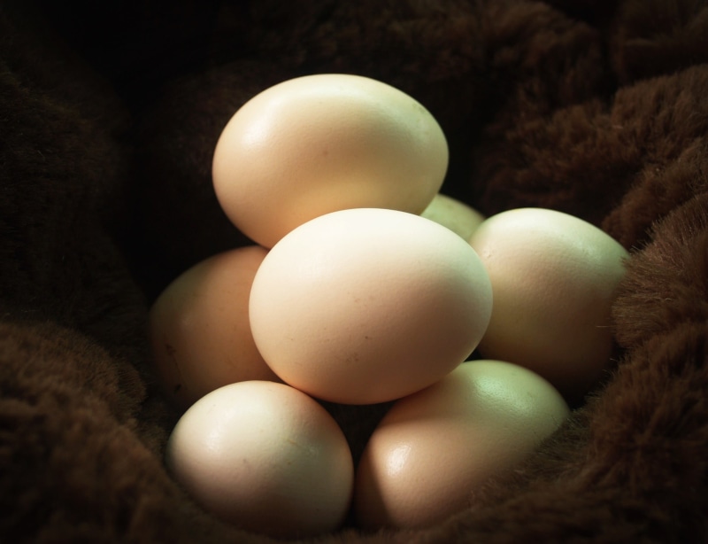 table, eggshell, nobody, closeup, country, chicken, indoors, freshness, Fresh, agriculture, natural, wellbeing, dark, groceries, animal egg, raw food, studio shot