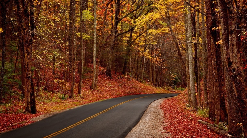 country, woodland, tree, transportation, orange color, 1080P, country road, plant, double yellow line, tranquility, non-urban scene, autumn collection