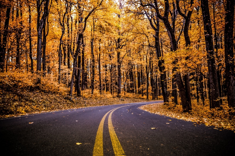 tranquility, woodland, marking, Forest, Pathway, outdoors, diminishing perspective, land, plant, sign, 5K, direction, transportation, road marking, symbol